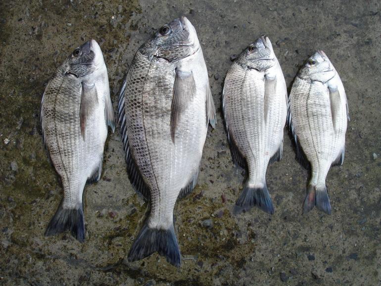 fish20091101.jpg