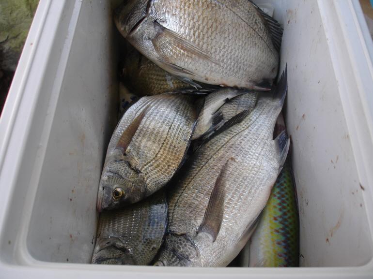 fish20110904-4.jpg