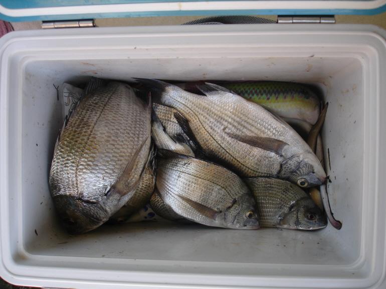 fish20110904-3.jpg