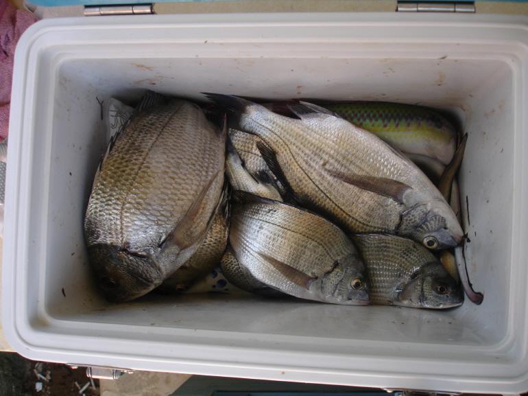 fish20110904-1.jpg