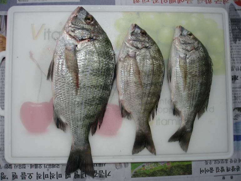 fish20111003-9.jpg