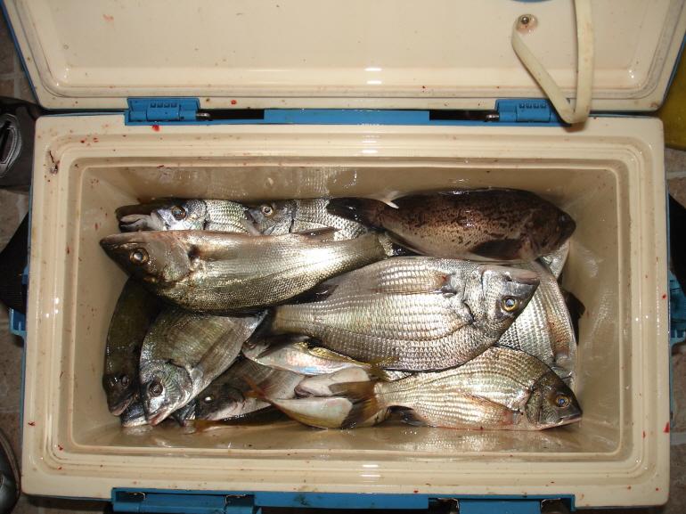 fish20111015-1.jpg