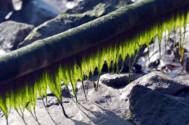 seaweed01.jpg